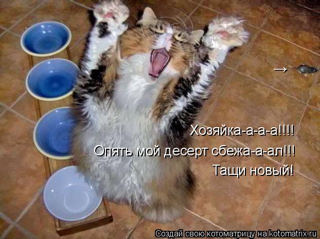 Хозяйка-а-а-а!!!! Опять мой десерт сбежа-а-ал!!! Тащи новый! →... Котоматрица: Хозяйка-а-а-а!!!! Опять мой десерт сбежа-а-ал!!! Тащи новый! →