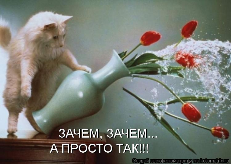 ЗАЧЕМ, ЗАЧЕМ... А ПРОСТО ТАК!!!... Котоматрица: ЗАЧЕМ, ЗАЧЕМ... А ПРОСТО ТАК!!!