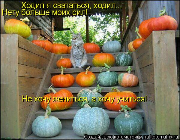 Не хочу жениться, а хочу учиться! Ходил я свататься, ходил... Нету больше моих сил!... Котоматрица: Не хочу жениться, а хочу учиться! Ходил я свататься, ходил... Нету больше моих сил!