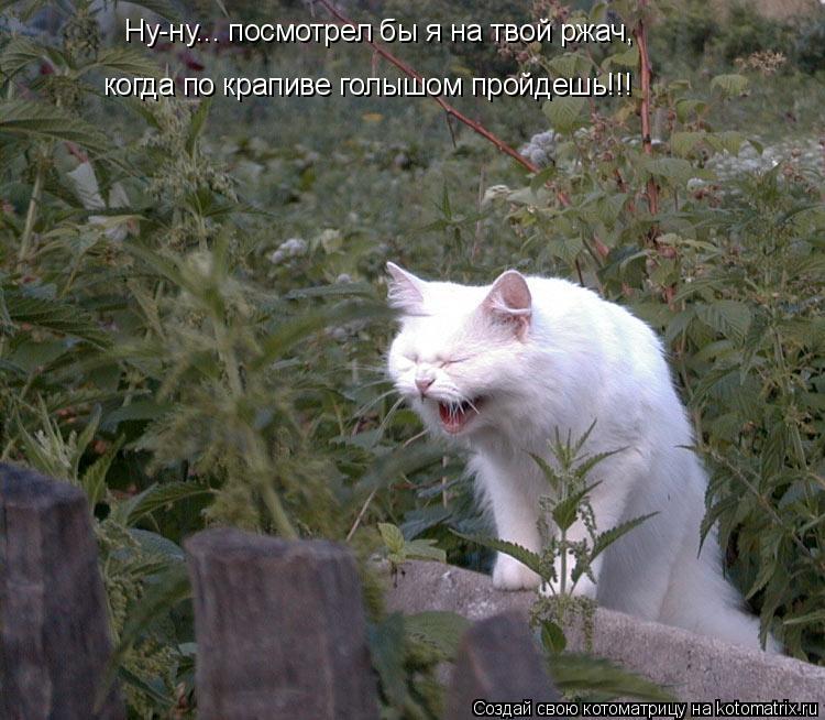 Котоматрица: Ну-ну... посмотрел бы я на твой ржач,  когда по крапиве голышом пройдешь!!!