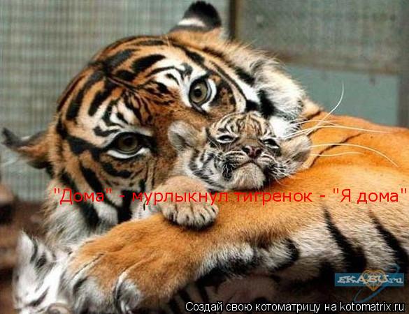 "Дома" - мурлыкнул тигренок - "Я дома"... Котоматрица: "Дома" - мурлыкнул тигренок - "Я дома"