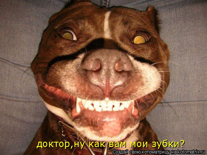 доктор,ну как вам мои зубки?... Котоматрица: доктор,ну как вам мои зубки?