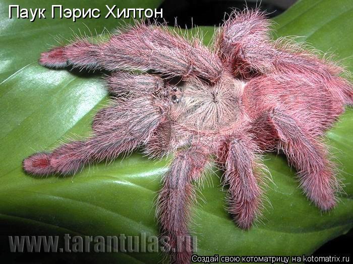 Котоматрица: Паук Пэрис Хилтон