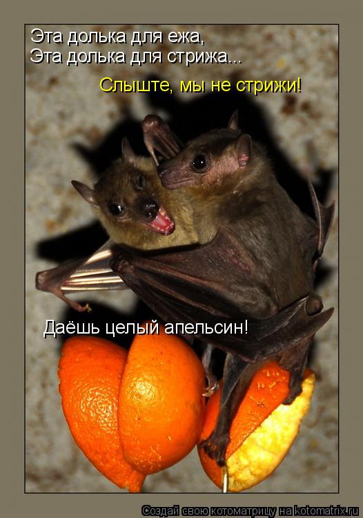 Котоматрица: Эта долька для ежа, Эта долька для стрижа... Слыште, мы не стрижи! Даёшь целый апельсин!