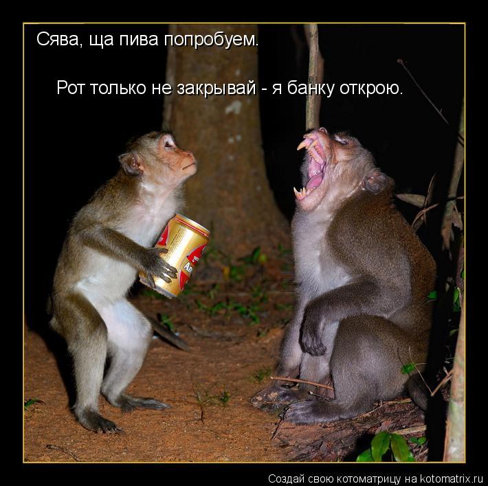 Котоматрица: Сява, ща пива попробуем. Рот только не закрывай - я банку открою.