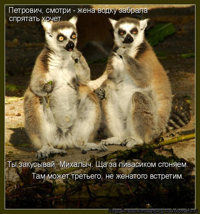 Котоматрица: Петрович, смотри - жена водку забрала спрятать хочет Ты закусывай, Михалыч. Ща за пивасиком сгоняем. Там может третьего, не женатого встрети