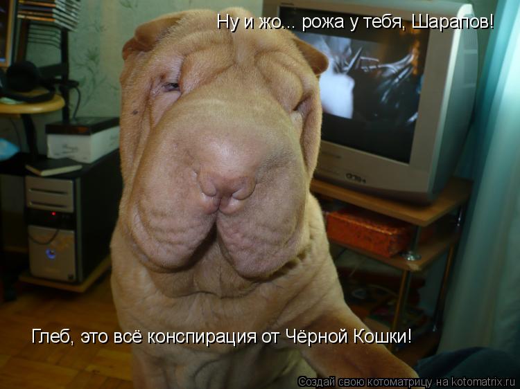 Котоматрица: Ну и жо... рожа у тебя, Шарапов! Глеб, это всё конспирация от Чёрной Кошки!