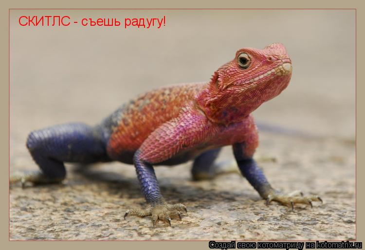 Котоматрица: СКИТЛС - съешь радугу!
