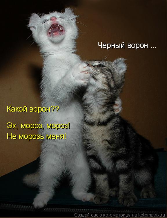 Котоматрица: Чёрный ворон.... Какой ворон?? Эх, мороз, мороз! Не морозь меня!