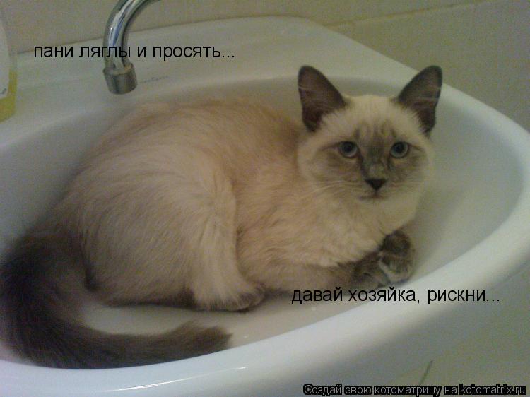 Котоматрица: пани ляглы и просять... давай хозяйка, рискни...
