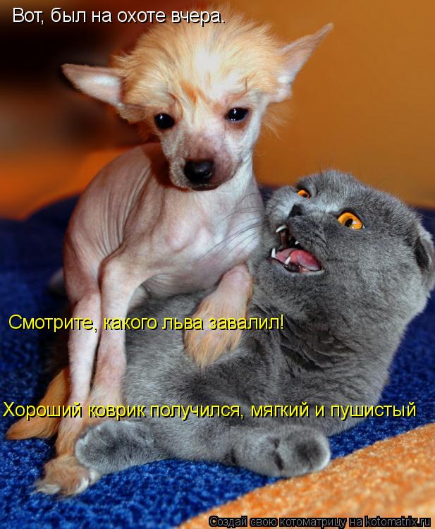 Котоматрица: Вот, был на охоте вчера. Смотрите, какого льва завалил! Хороший коврик получился, мягкий и пушистый