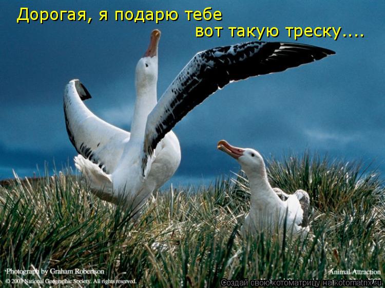 Дорогая, я подарю тебе вот такую треску....... Котоматрица: Дорогая, я подарю тебе вот такую треску....