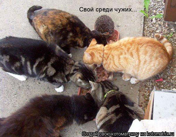 Котоматрица: Свой среди чужих...