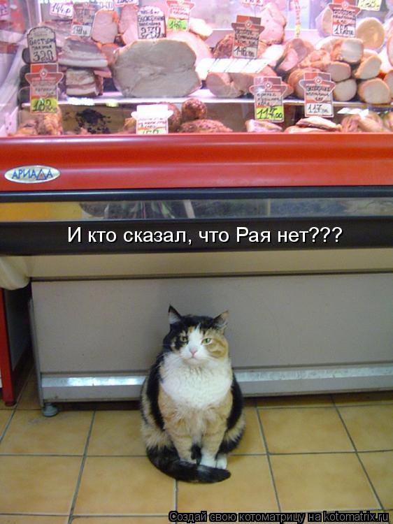Котоматрица: И кто сказал, что Рая нет???