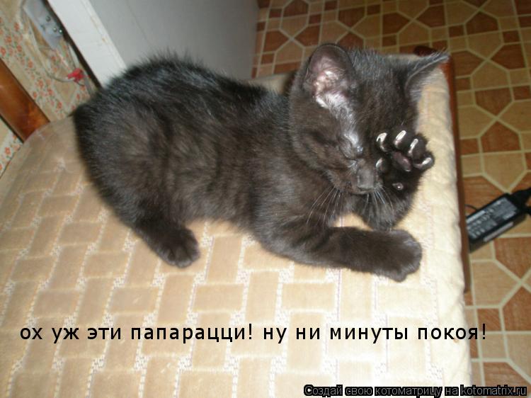 Котоматрица: ох уж эти папарацци! ну ни минуты покоя!