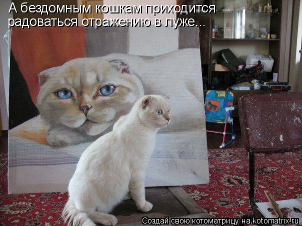 Котоматрица: А бездомным кошкам приходится  радоваться отражению в луже...