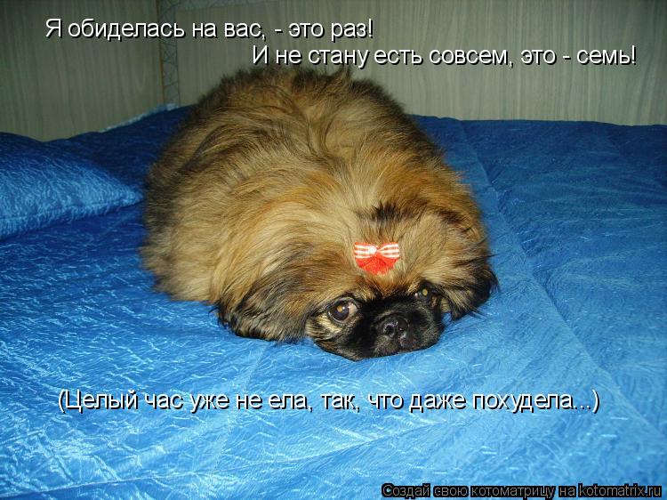Я обиделась на вас, - это раз! И не стану есть совсем, это - семь! (Целый час уже не ела, так, что да... Котоматрица: Я обиделась на вас, - это раз! И не стану есть совсем, это - семь! (Целый час уже не ела, так, что даже похудела...)