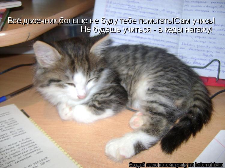 Котоматрица: Всё,двоечник,больше не буду тебе помогать!Сам учись! Не будешь учиться - в кеды нагажу!