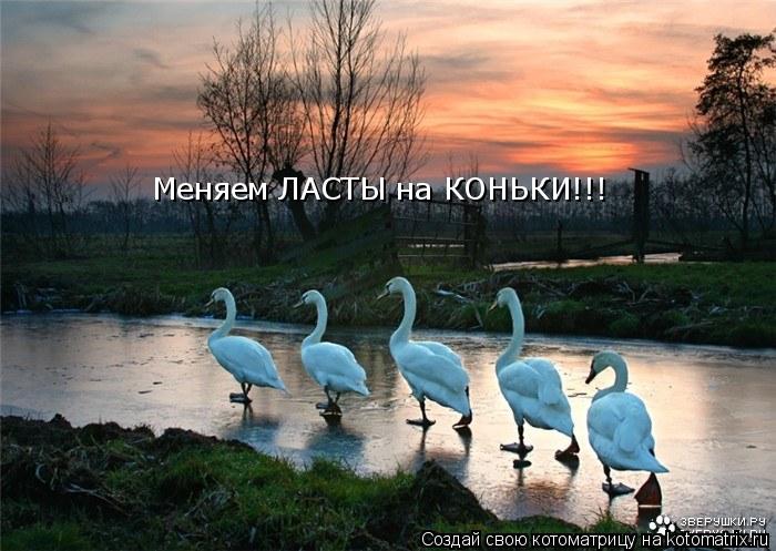 Котоматрица: Меняем ЛАСТЫ на КОНЬКИ!!!