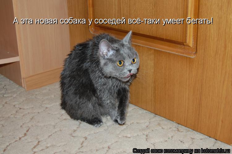 Котоматрица: А эта новая собака у соседей всё-таки умеет бегать!