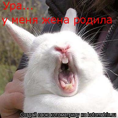 Ура... Ура... у меня жена родила... Котоматрица: Ура... Ура... у меня жена родила