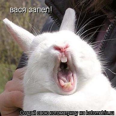 вася запел!... Котоматрица: вася запел!