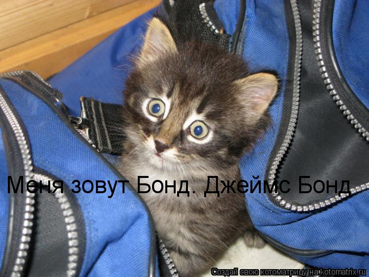 Меня зовут Бонд. Джеймс Бонд... Котоматрица: Меня зовут Бонд. Джеймс Бонд