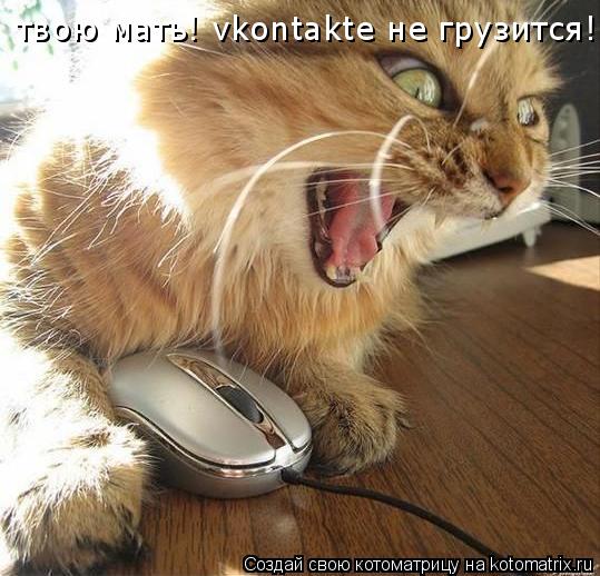 твою мать! vkontakte не грузится!!!... Котоматрица: твою мать! vkontakte не грузится!!!