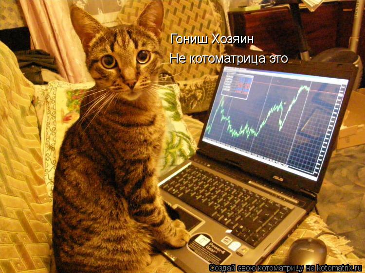 Гониш Хозяин Не котоматрица это... Котоматрица: Гониш Хозяин Не котоматрица это