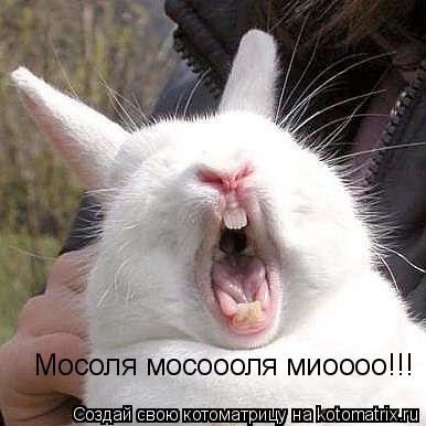 Мосоля мосоооля миоооо!!!... Котоматрица: Мосоля мосоооля миоооо!!!
