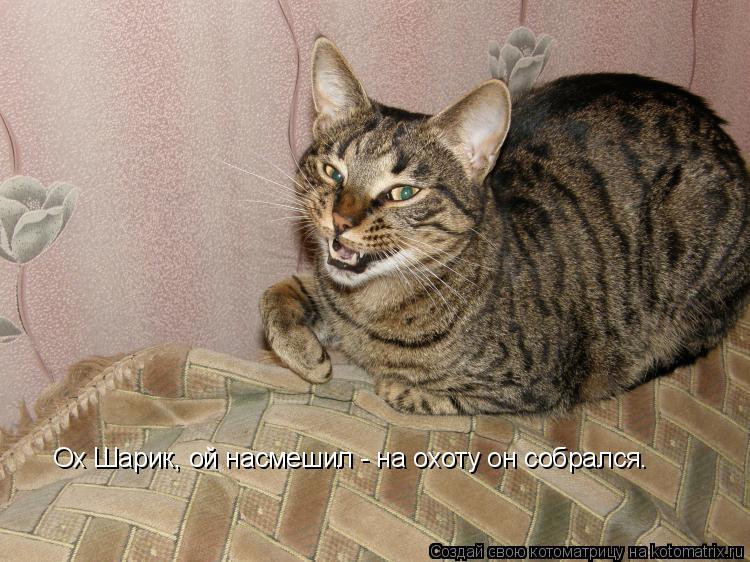 Ох Шарик, ой насмешил - на охоту он собрался.... Котоматрица: Ох Шарик, ой насмешил - на охоту он собрался.