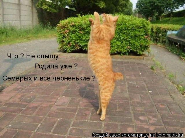 Что ? Не слышу.... Родила уже ? Семерых и все черненькие ?... Котоматрица: Что ? Не слышу.... Родила уже ? Семерых и все черненькие ?