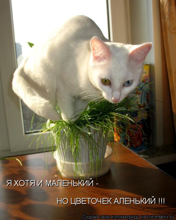 Я ХОТЯ И МАЛЕНЬКИЙ - НО ЦВЕТОЧЕК АЛЕНЬКИЙ !!!... Котоматрица: Я ХОТЯ И МАЛЕНЬКИЙ - НО ЦВЕТОЧЕК АЛЕНЬКИЙ !!!