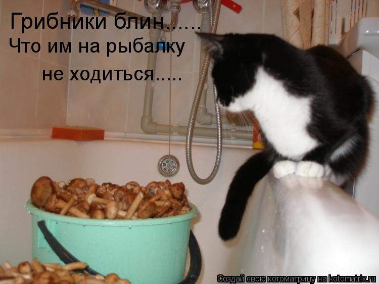Грибники блин...... Что им на рыбалку не ходиться........ Котоматрица: Грибники блин...... Что им на рыбалку не ходиться.....