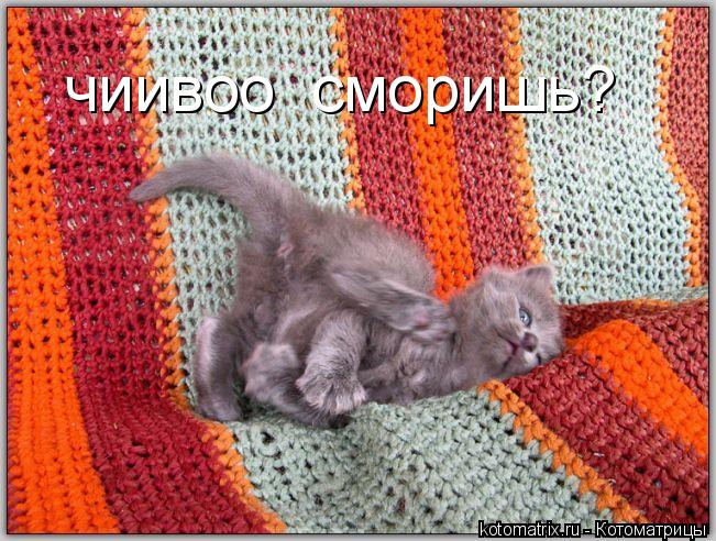 чиивоо сморишь?... Котоматрица: чиивоо сморишь?