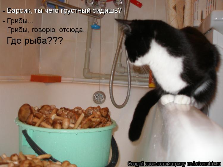 - Грибы... Грибы, говорю, отсюда... - Барсик, ты чего грустный сидишь? Где рыба???... Котоматрица: - Грибы... Грибы, говорю, отсюда... - Барсик, ты чего грустный сидишь? Где рыба???
