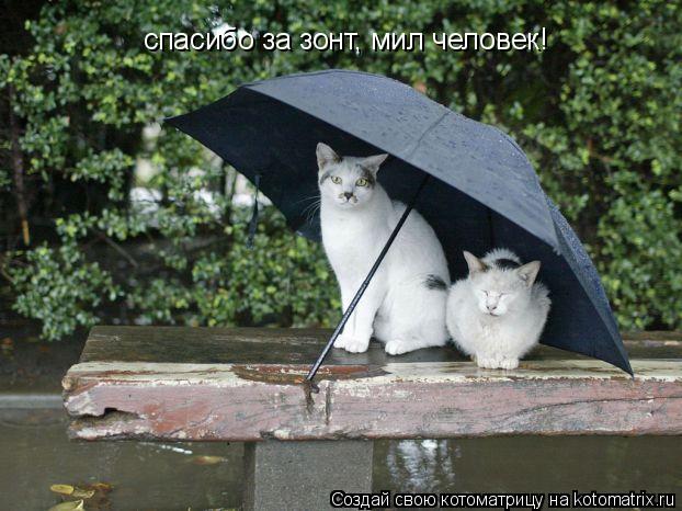 спасибо за зонт, мил человек!... Котоматрица: спасибо за зонт, мил человек!