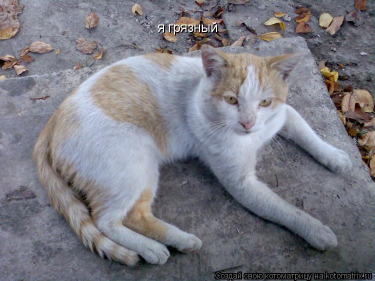 я грязный... Котоматрица: я грязный