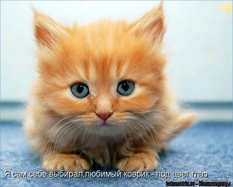 Я сам себе выбирал,любимый коврик - под цвет глаз.... Котоматрица: Я сам себе выбирал,любимый коврик - под цвет глаз.