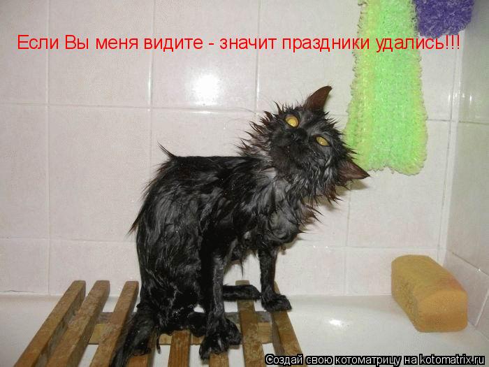 Если Вы меня видите - значит праздники удались!!!... Котоматрица: Если Вы меня видите - значит праздники удались!!!