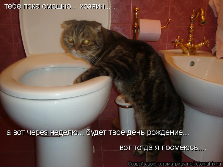 Котоматрица: тебе пока смешно... хозяин.....  а вот через неделю... будет твое день рождение...  вот тогда я посмеюсь....