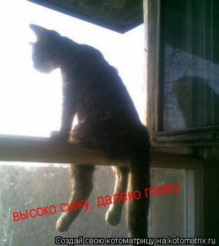 Котоматрица: высоко сижу, далеко гляжу