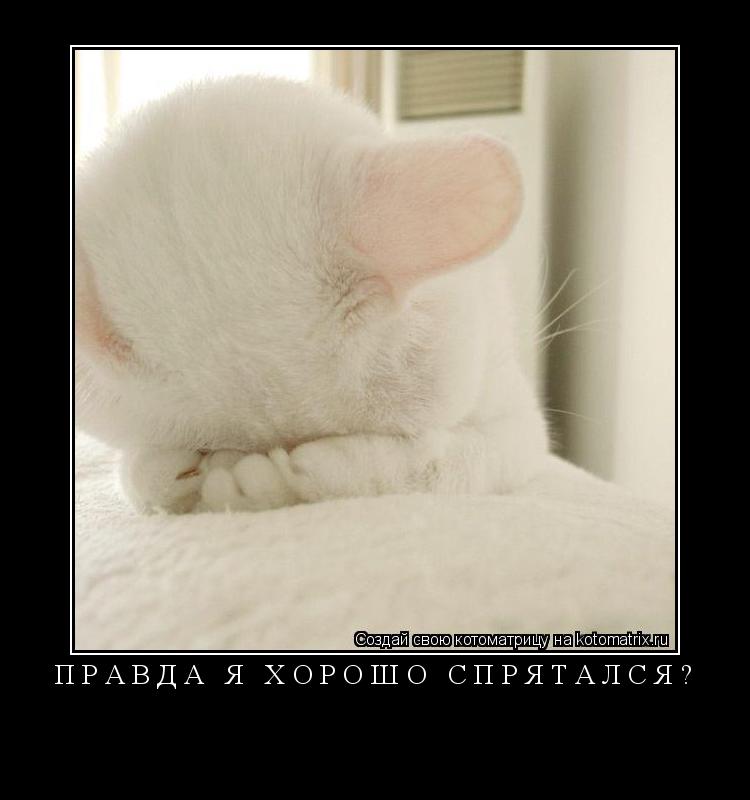 Котоматрица: ПРАВДА Я ХОРОШО СПРЯТАЛСЯ? 