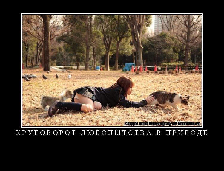 Котоматрица: КРУГОВОРОТ ЛЮБОПЫТСТВА В ПРИРОДЕ 