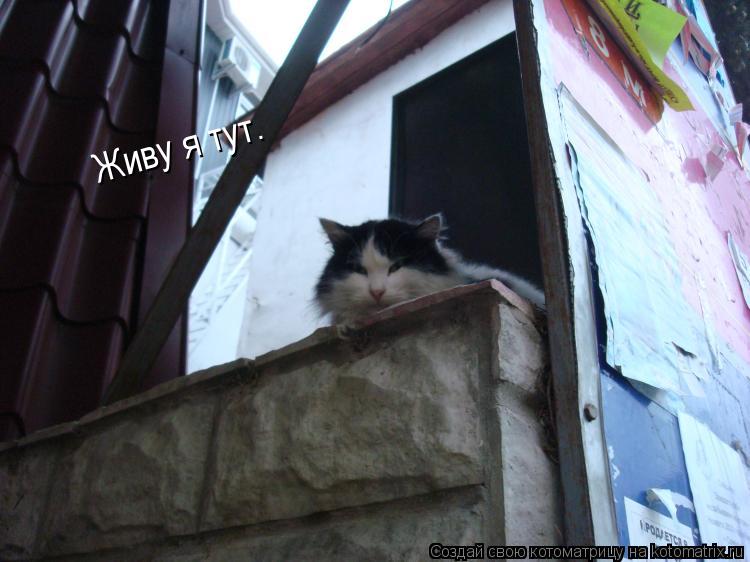 Живу я тут.... Котоматрица: Живу я тут.