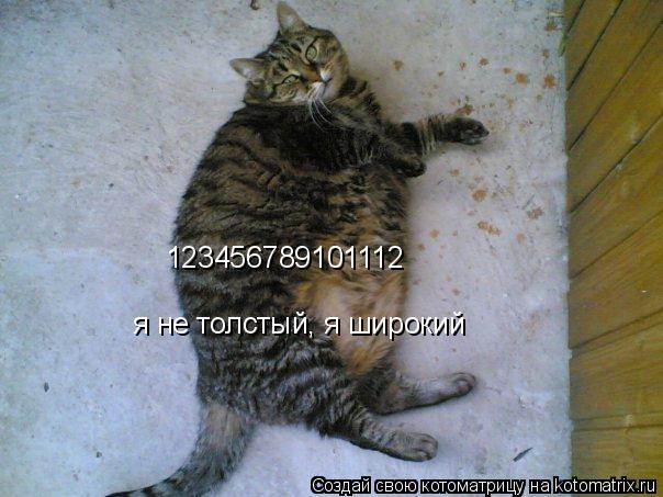 Котоматрица: 123456789101112  я не толстый, я широкий