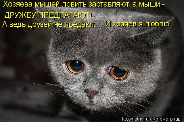 Котоматрица: ДРУЖБУ ПРЕДЛАГАЮТ! Хозяева мышей ловить заставляют, а мыши -  А ведь друзей не предают... И хозяев я люблю...