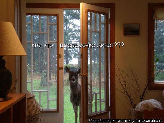 кто, кто... в теремочке живет???... Котоматрица: кто, кто... в теремочке живет???