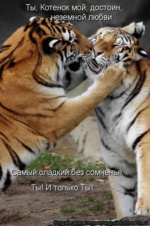 Ты, Котенок мой, достоин, неземной любви Самый сладкий без сомненья, Ты! И только Ты!... Котоматрица: Ты, Котенок мой, достоин, неземной любви Самый сладкий без сомненья, Ты! И только Ты!