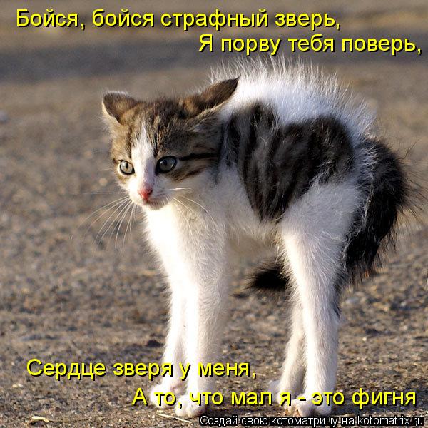 Бойся, бойся страфный зверь, Я порву тебя поверь, Сердце зверя у меня, А то, что мал я - это фигня... Котоматрица: Бойся, бойся страфный зверь, Я порву тебя поверь, Сердце зверя у меня, А то, что мал я - это фигня